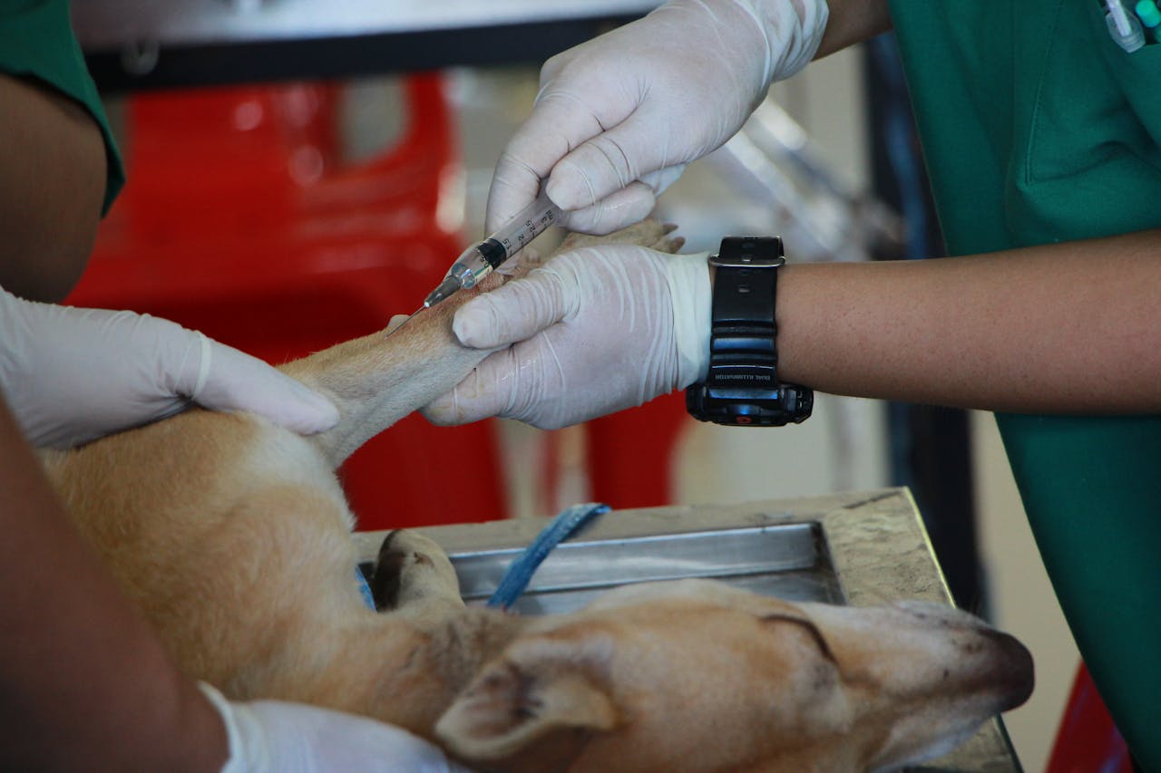 Veterinary Clinics